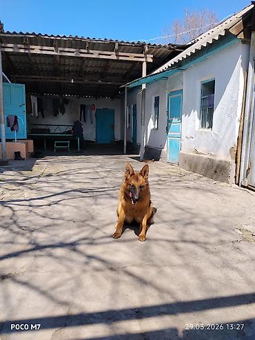 Продажа собак: Немецкая овчарка - Порода: немецкая овчарка (чёрно-рыжий окрас — 9