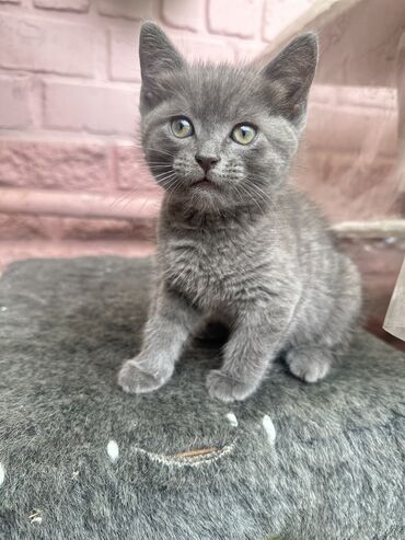 купить шотландского вислоухого котенка: Отдадим котенка( мальчик) в заботливые руки! Родился 17 марта ( почти