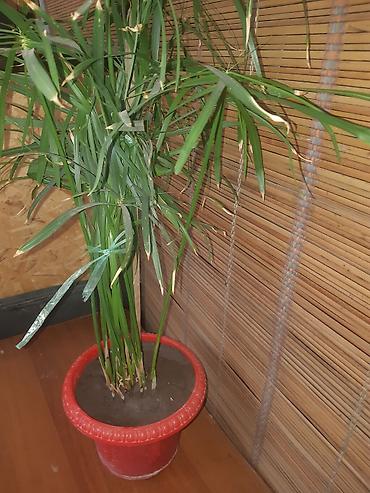 Зоотовары: Продаю домашние цветы разные не дорого смотрите мой профиль выбирайте — 10