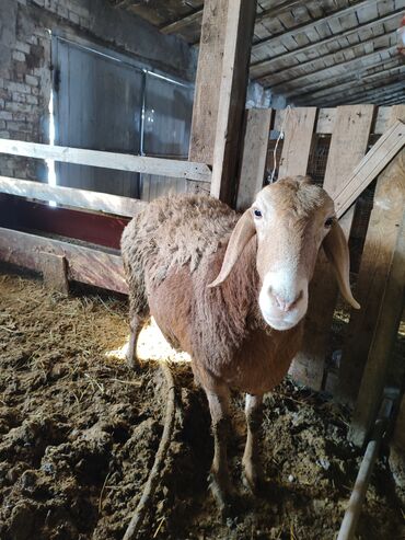 Бараны, овцы: Продаю | Овца (самка) | Для разведения | Матка — 8
