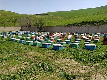 молочные продукты: Токтогульский горный мёд только оптом гарантия качества без — 4