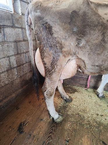 Коровы, быки: Продаю | Корова (самка), Бык (самец) | Швицкая | Для молока | После отела, Искусственник — 5