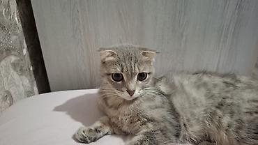 Pişiklər: Britain Şotland Bala Pişikler Satılır! 5 denedir 1ay 10gunluy — 15