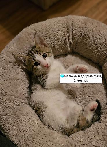 ragdoll pisik: Erkək, Yaxşı əllərə, Pulsuz çatdırılma — 2