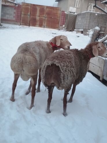 Баран, овца: Продаю | Овца (самка) | Для разведения | Матка — 1
