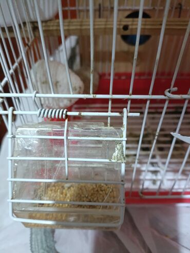 Tutuquşları: 2 popuqaydı dest hamsı bır yerde satıram 60 man — 7