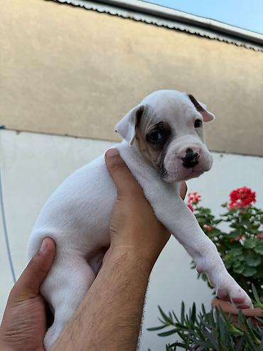 malamut satılır: Pitbul, 1 ay, Peyvəndli — 2