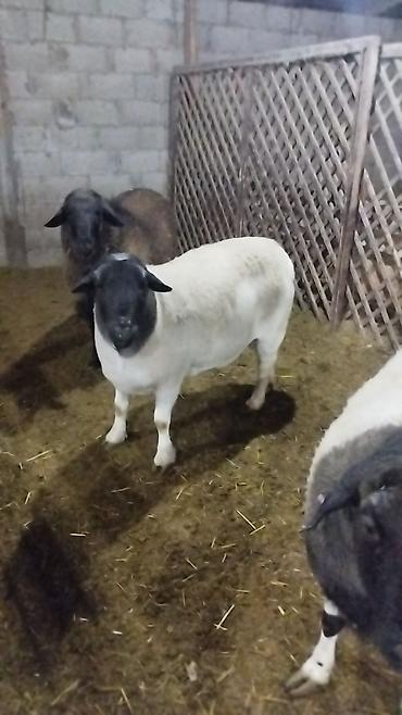 Баран, овца: Продаю | Баран (самец) | Для разведения | Племенные — 4