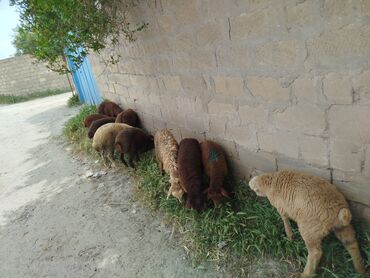Mal-qara: Quzu, Erkək, Qala, ay: 1, 10 kq, Damazlıq, Ünvandan götürmə