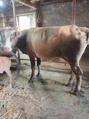 simmental inəklər: Dişi, Simental, il: 5, Damazlıq, Südlük, Ünvandan götürmə lalafo.az -da simmental inəklər: Dişi, Simental, il: 5, Damazlıq, Südlük, Ünvandan götürmə