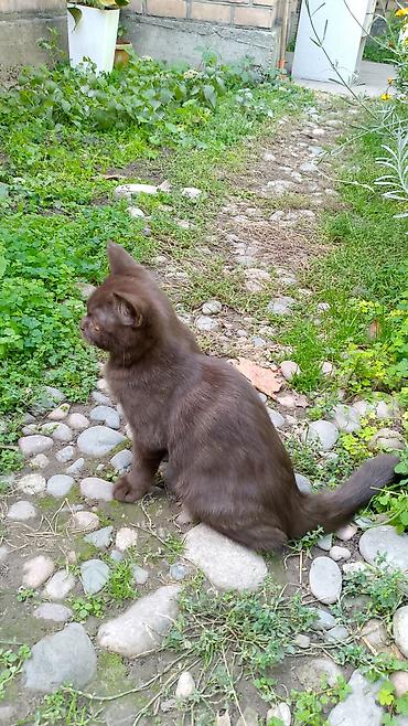 Продажа кошек: Скотиш Страйт (Шотландская прямоухая), 3 месяца, Мальчик, Шоколадный — 3