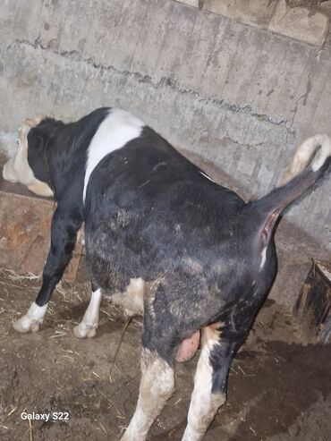 Dana, buzov: Satlıq: qaramal – erkək buzov/ dana - Növ: ətlik istiqamətli qarışıq — 10