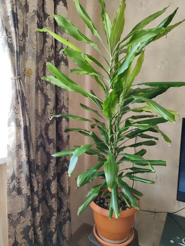 xlorofitum bitkisi: Drasena