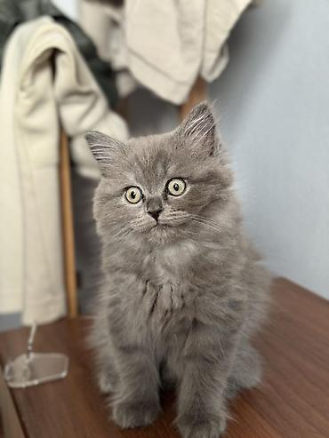 Pişiklər: Şotland yastı qulaq, Erkək, Dişi, Yaxşı əllərə, Ünvandan götürmə, Pulsuz çatdırılma, Ödənişli çatdırılma — 10