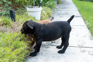 Psi: Sa ponosom predstavljamo vrhunske štence rase Južnoafrički mastif – — 20