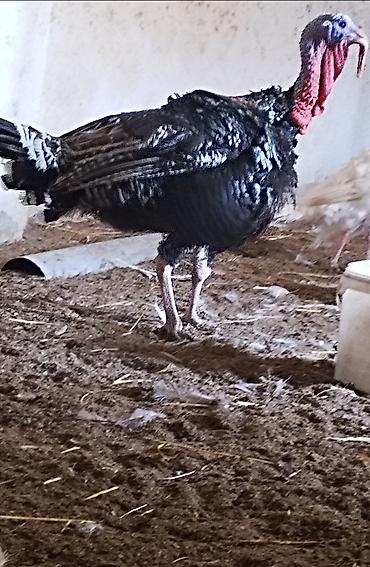 hündüşka: Salam bu erkey hunduska amirkanbroz. Sortudu. Satilir tecili — 2