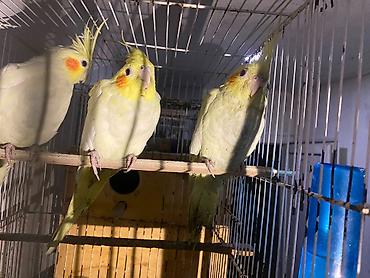 lutino: Məhsul: Nymph (kakadudu – cockatiel) papağanları, açıq-sarı/lutino — 5