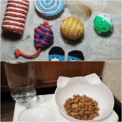 домик кошке: Принадлежности для кошки 🐱 🌸 Миска + автоматическая поилка 🌸 5