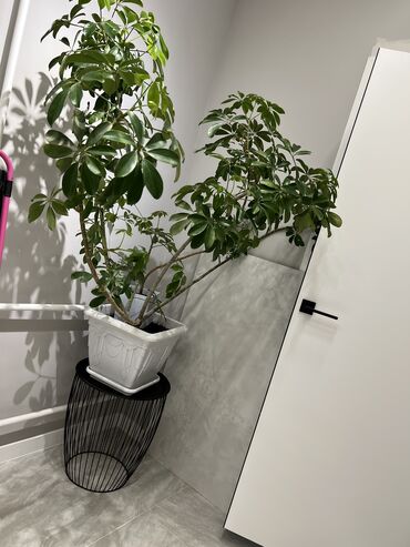 Монстеры: Монстеры делициозы очень много выбора от 500 до 8000т огромные — 21