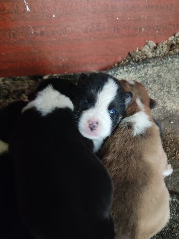 İtlər: Xaski, 1 ay, Dişi — 10