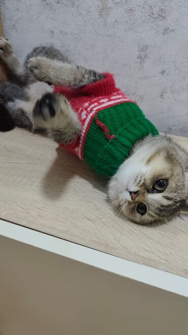 Pişiklər: Qızıl şinşilla, Erkək, Yaxşı əllərə, Ödənişli çatdırılma, Ünvandan götürmə — 3