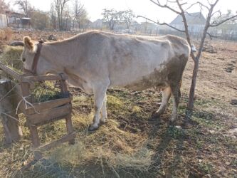 сколько длится беременность коровы: Продаю | Корова (самка) | Для молока | Привязанные