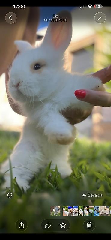 kamin dekor: 1 aylıq holland balaca🐰 Kafes, yem qabı, su qabı və tualet qabı — — 9