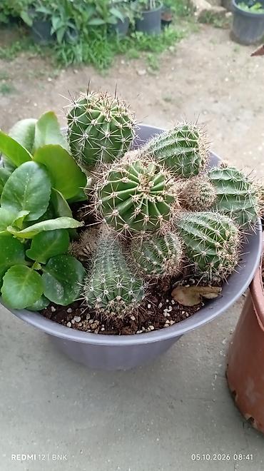 balaca limon: Echinopsis (kirpi kaktus) kompozisiyası – dekorativ qabda çoxgövdəli — 2