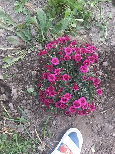 Другие виды семян и саженцев: Саженцы хризантем с пышной зеленой листвой, готовые к пересадке — 19