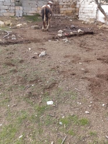 Dana, buzov: 11 aylıq əkəy dana 150 kilo əti var damazlıq yarayır ətdiyə də — 12