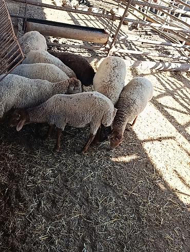 damazliq qoyunlar: Salam . heyvanlar 1 dişi 2 ərkek satilir ən kök heyvanlardi içlerinde — 5