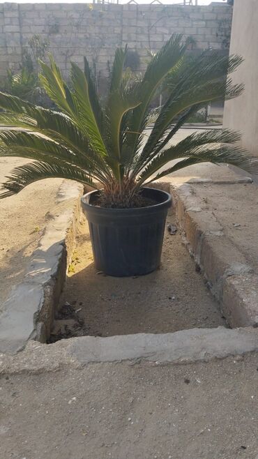 Çöl bitkiləri: Bağ və landşaft üçün qapalı qablarda əkilmiş dekorativ bitkilər - — 11