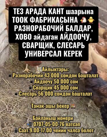 работа разнорабочим: Требуется Птичник, Оплата Сдельная, Обучение