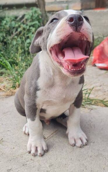 Psi: Američki Stafordski terijer, plavi štenci Na prodaju dva muška šteneta — 9