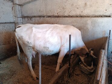 сухое молоко для животных: Продаю | Корова (самка) | Для молока