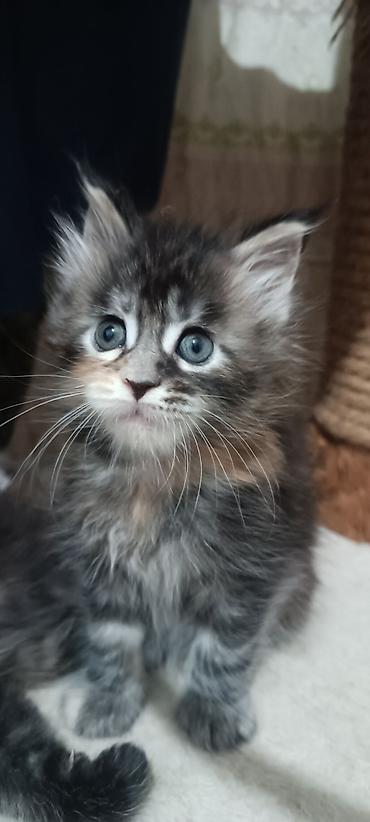 Животные: Гиганты Кошачьего мира♥️ Мейн-Куны 🥰 Мини питомник не клеточного — 1