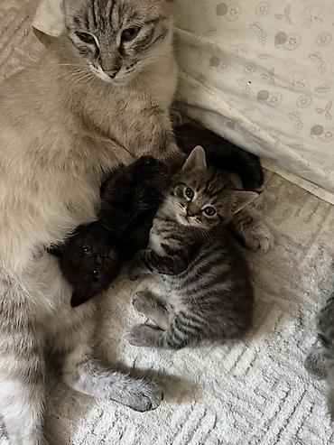 Животные: Котята от домашней кошки - Окрас: тигровый табby, серо-черные — 5