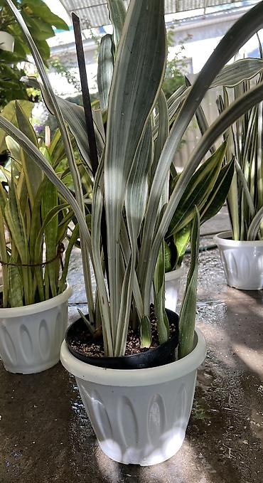 тещин: Сансевиерия (Sansevieria, «тещин язык») – компактные комнатные — 6