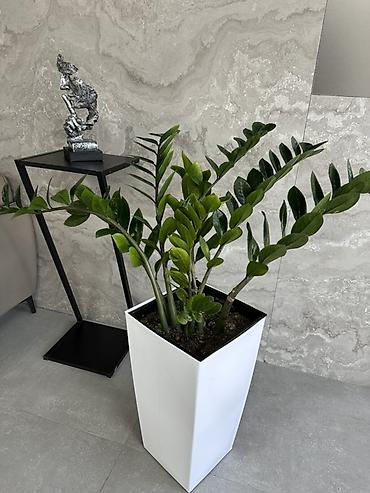 замиокулькас черный: Замиокулькас (Zamioculcas zamiifolia) в высоком современном кашпо - — 2