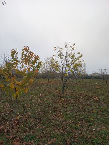 Torpaq sahələrinin satışı: 10 sot, Kənd təsərrüfatı, Mülkiyyətçi, Kupça (Çıxarış) — 5