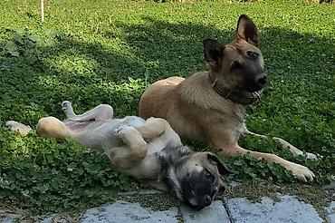 голуби птицы животный: Собака даром: Овчарка, 1 год, Самка, С прививкой — 4