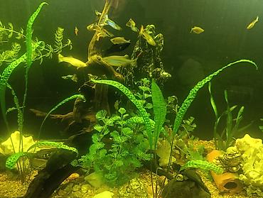 Аквариумы: Продаю аквариум 400 литров со всем содержимым ( фильтр грунт декорации — 4