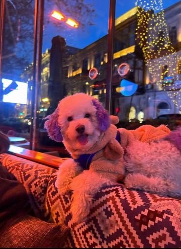 İtlər: Pudel, 2 ay, Dişi, Peyvəndli, Ödənişli çatdırılma — 7