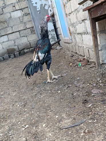 Toyuqlar: Toyuq, Damazlıq, Ödənişli çatdırılma — 6