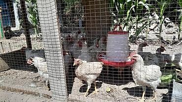 Животные: Продаю | Цыплята | Бройлерная | На забой — 2
