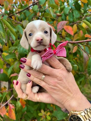 Psi: Odgajivacnica pasa “Happy Puppies” ima prelepe stence mini jazavicara — 2