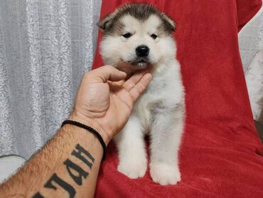 Psi: Aljaski malamut štenci Štenci aljaskog malamuta spremni za na lalafo.rs — 7 Psi: Aljaski malamut štenci Štenci aljaskog malamuta spremni za — 7