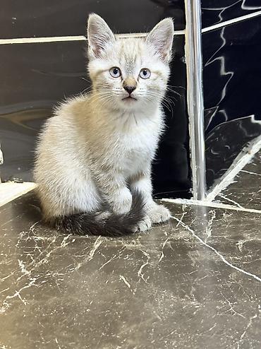 мейкун котята: 🐾 Отдам котенка в добрые руки. Девочка 2 месяца. ❤️ — 2
