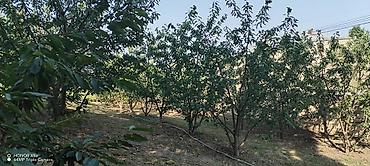 Torpaq sahələrinin satışı: 10 sot, Kənd təsərrüfatı, Mülkiyyətçi, Kupça (Çıxarış) — 7