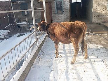 Коровы, быки: Продаю | Тёлка | Полукровка | На откорм | Привязанные — 9